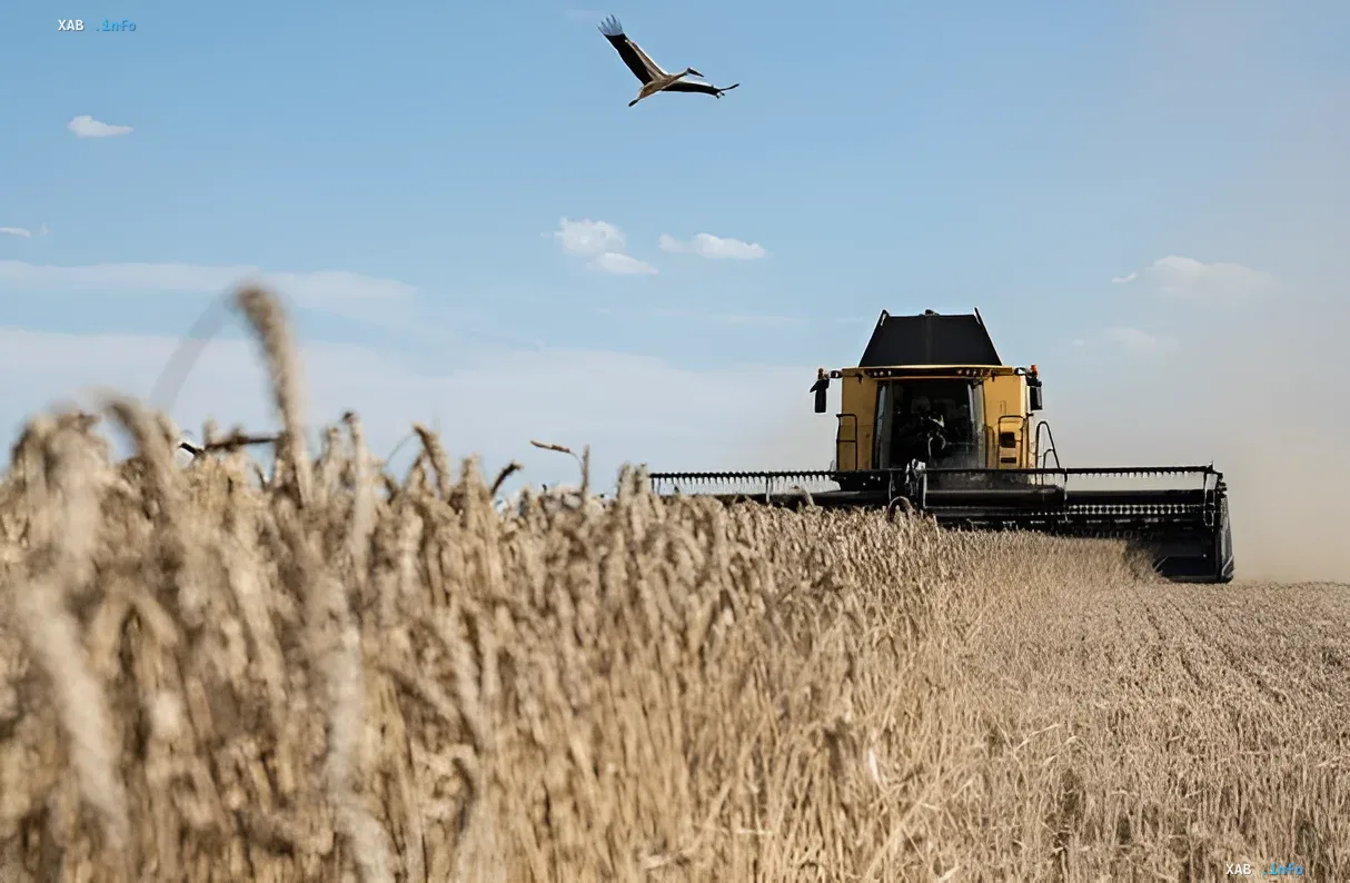 Mähdrescher erntet Weizen unter blauem Himmel mit fliegender Vögel — Symbol der Verwundbarkeit der globalen Nahrungsmittelproduktion durch Krieg und Klimawandel